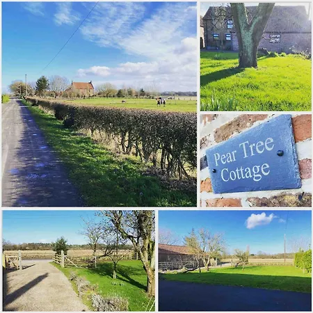 Pear Tree * York